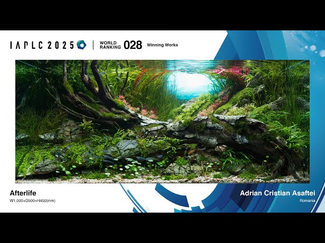 Afterlife - Aquascape Featured at IAPLC 2025 (28th Place)