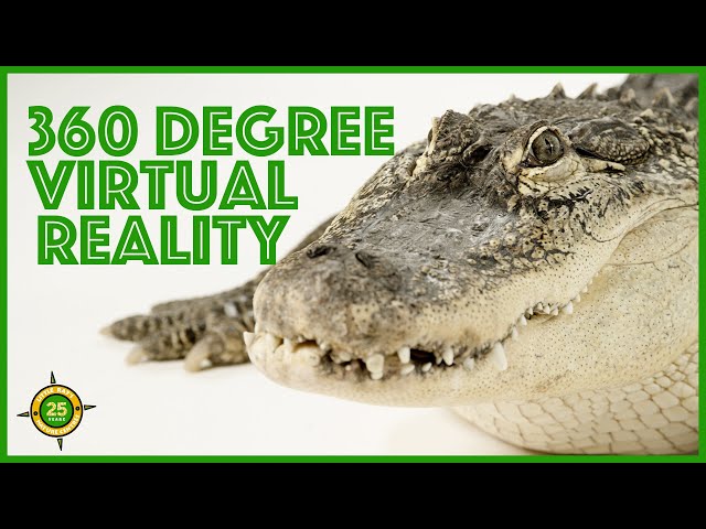 Virtual Reality with an American Alligator