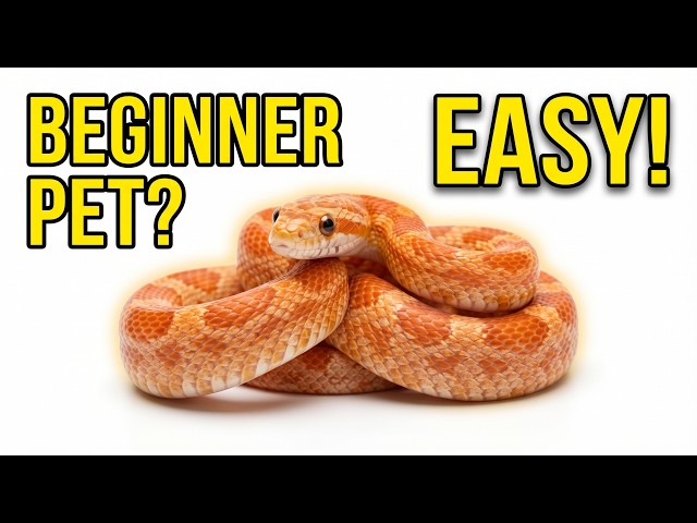 Pet Snake Guide 🐍  Everything in 2 Minutes for Beginners!