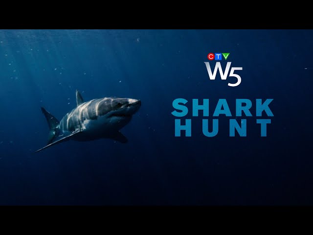 W5: Tracking Atlantic Canada's great white sharks