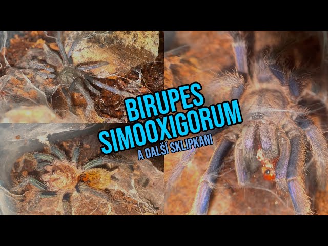 KRMENÍ BIRUPES SIMOOXIGORUM!