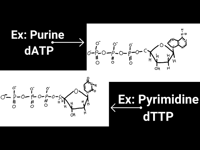 Structure of DNA intermediate