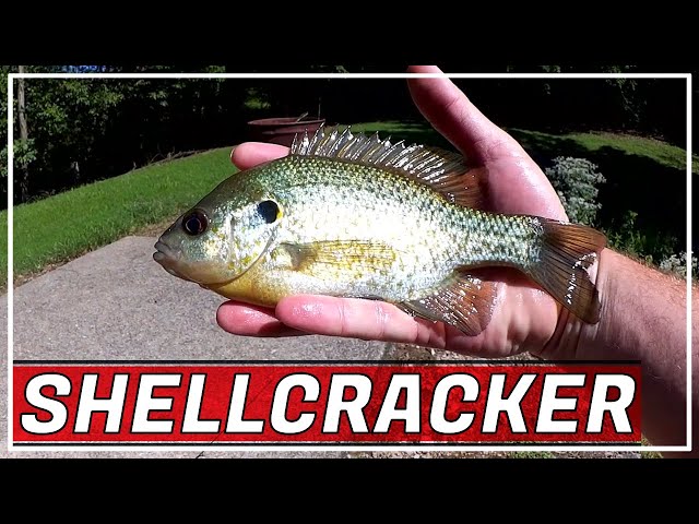 Fishing with Worms for Big Shellcracker and Bluegill (Float Fishing)