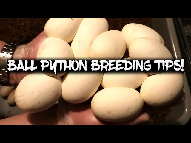 15 Ball Python Breeding Tips!