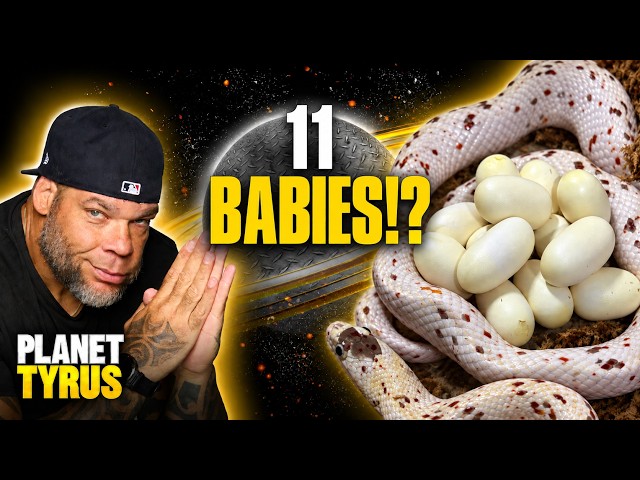 Tyrus' Zoo: This Snake Just Had 11 Babies! | Planet Tyrus