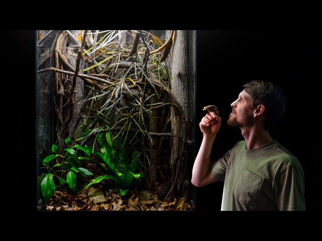 Crested Gecko Mansion Vivarium (Nature-Inspired Bioactive Build)