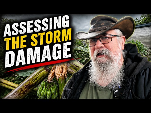 Banana tree rescue: Is the fruit salvageable?