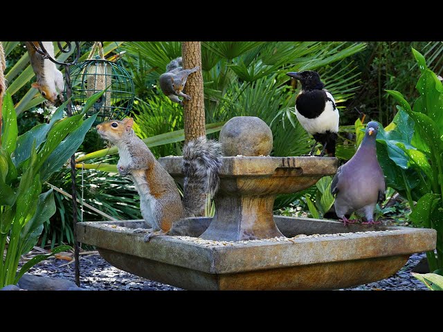 🔴 CAT TV 24/7 NO ADS 🕊️ Birds & Squirrels Frolic Around the Fountain 🐿️ Bird videos for cats HDR