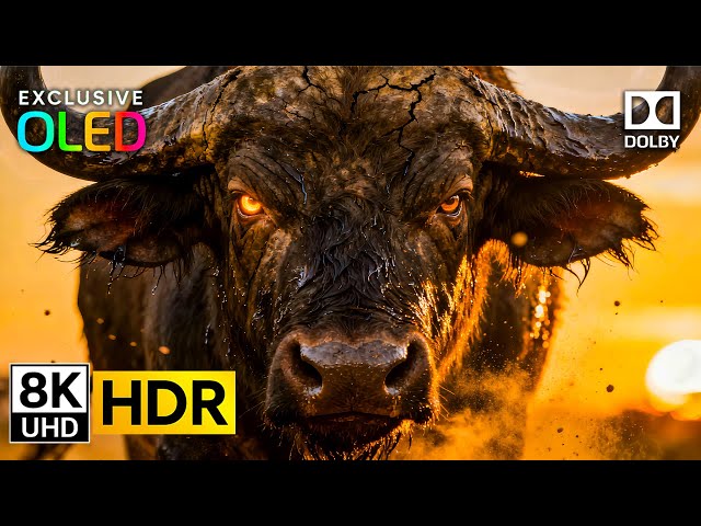 Incredible 8K Video HDR ULTRA HD 120 FPS | Dolby Vision OLED Test