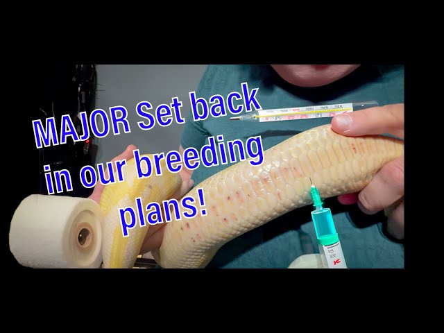 MAJOR Breeding Plans Set Back :(