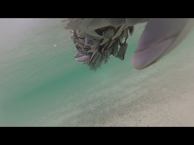 Goose barnacles with log