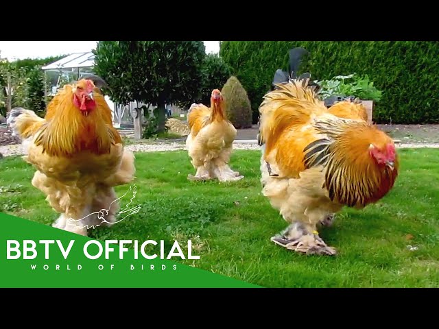30 Unbelievable Chicken Breeds That Actually | Wildlife Documentary | BBTV Official