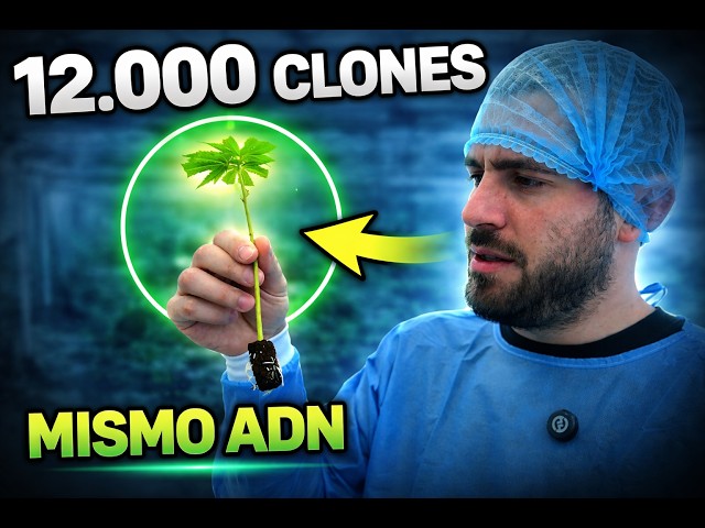 Así se producen miles de clones en un cultivo profesional | Parte 1