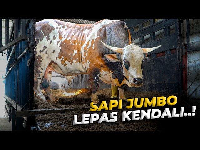 GUE BARU TAU, ANGKUT 7 SAPI JUMBO NAIK KAPAL TIDAK SEMUDAH ITU..!