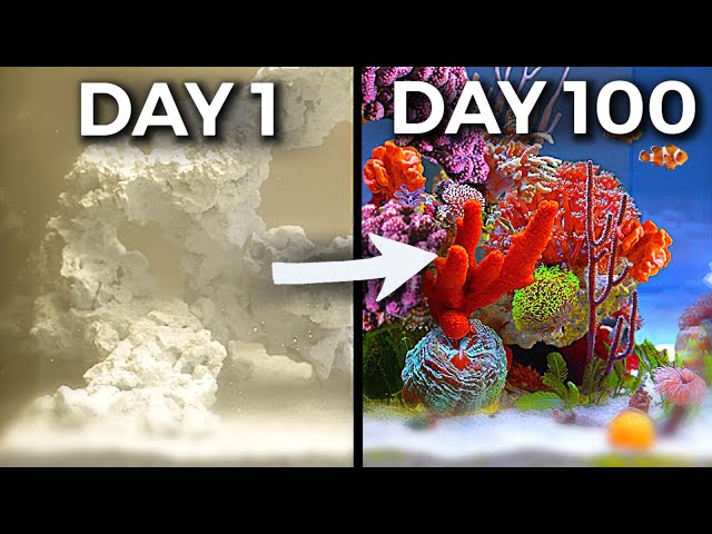 Simulating an Ocean for 100 Days
