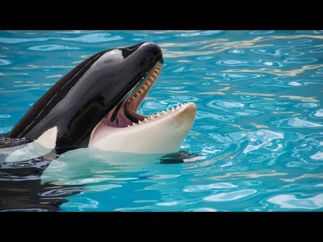 Sea Animals Orca | The Most Relaxing Music With Ocean | Nature Relaxing | Meditation | Stress Relief