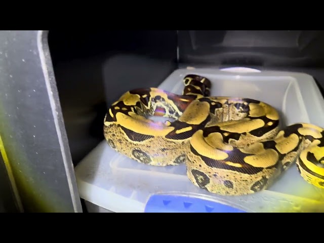 Spring 2026 Updates:  Breeding Guyana True Red Tail Boas and Chlildrens Pythons!