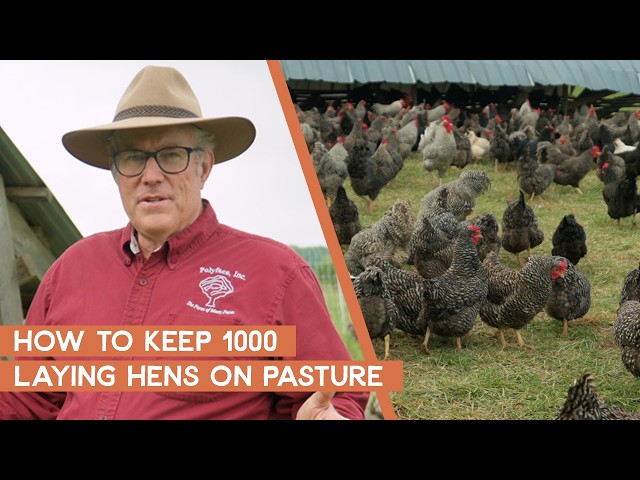 How to Keep 1000 Chickens for Eggs on Pasture | Joel Salatin