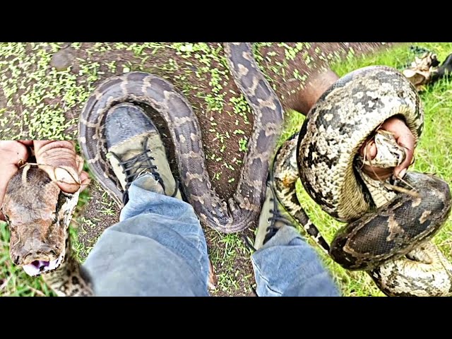 Terrifying encounter with a python 😲 A young man's bad day while cutting fodder 🙏🏻🥺