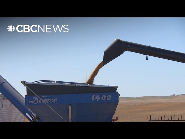 Canada losing out on billions by not processing crops at home