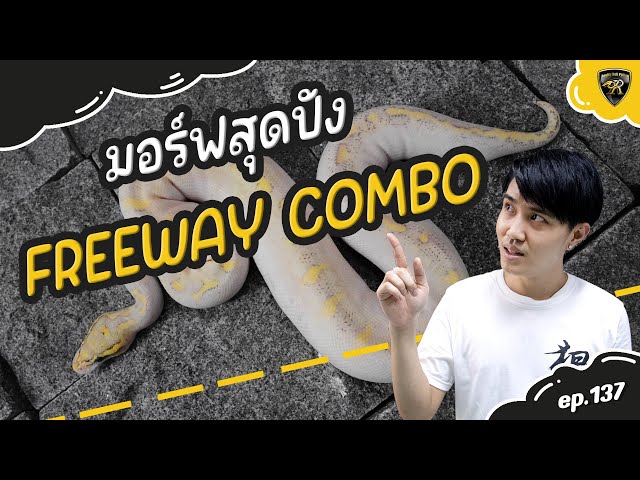 งูบอลสาย Freeway Combo จะสวยขนาดไหน?【 EP.137 | 4K 】#realityballpython
