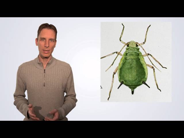 Aphidina / Blattläuse erkennen