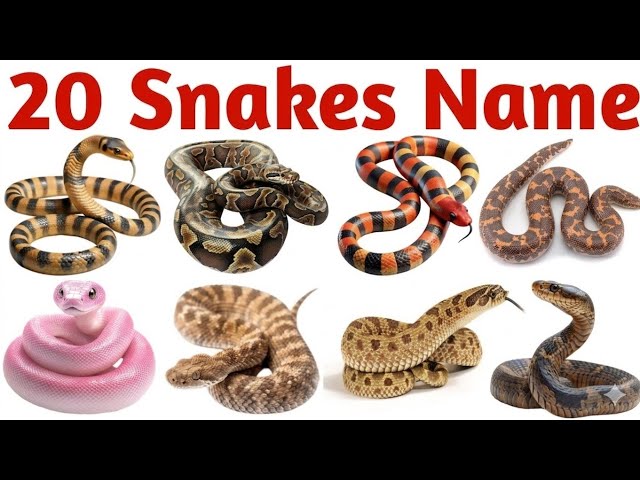 20 Snake Names in English for Kids | Learn Snake Species with Pictures and Sounds 