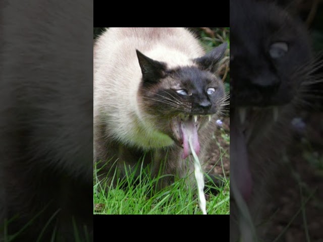 COMO MOVER UN PERSONAJE SEMI-DESNUD0 EN GODOT FÁCIL - TUTORIAL DE GODOT ENGINE 4 #godot #tutorial