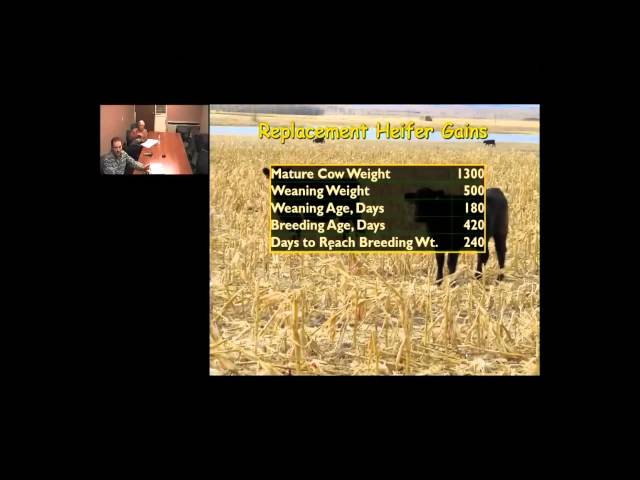 Backgrounding Cattle 2014: Developing Replacement Heifers