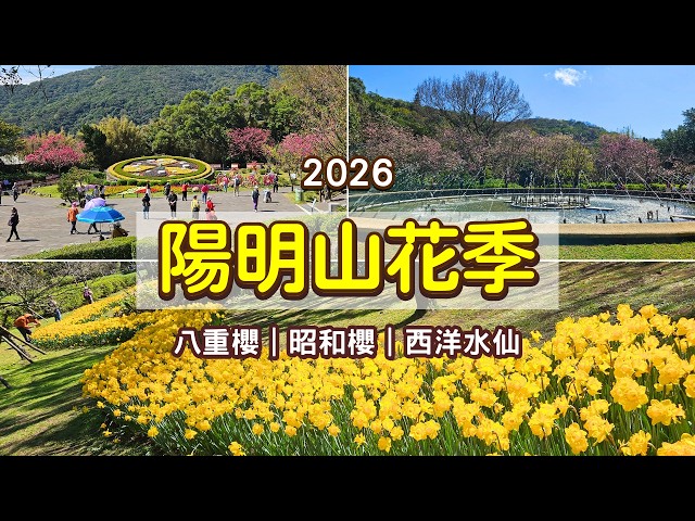 2026 Yangmingshan Flower Festival | Daffodils, Showa Cherry Blossoms & Double Cherry｜LittleSaTravel