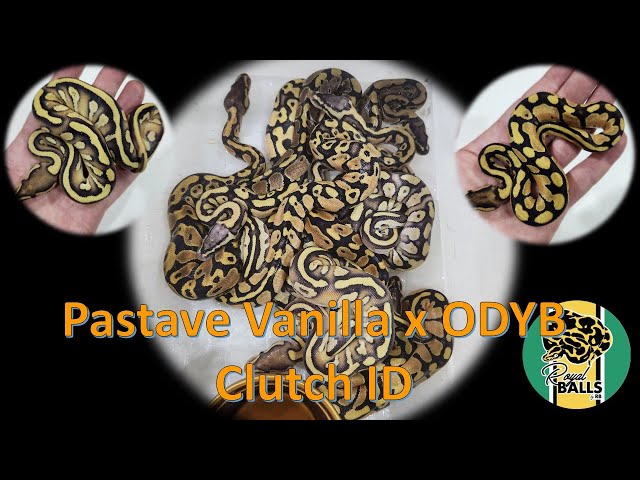 Breeding Ball Pythons; Clutch 5 Pastave Vanilla x OD YB