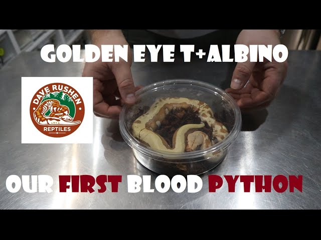 Blood Python Pick Up from Dave Rushen Reptiles - Golden Eye T+ Albino