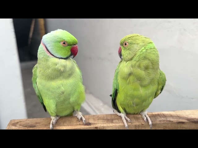 The Smartest Ringneck Parrot Ever!