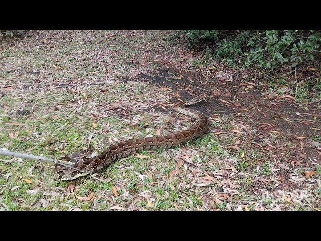 12/07/2026 today this snake python caught by Thomas p Rodrigues uppunda ambagilu 