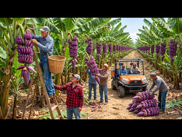 Inside the World’s Largest Banana Blossom Harvest — The Process Will Amaze You