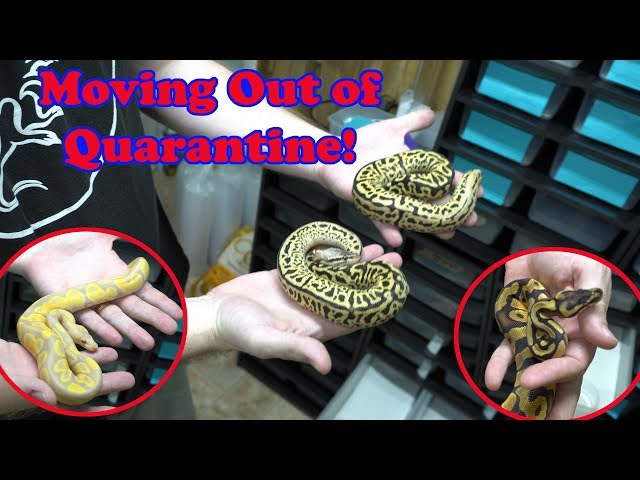 Sweet Tooth? We show off our Candy Ball Pythons and other acquisitions. Spotnose Leopard Het Clown!