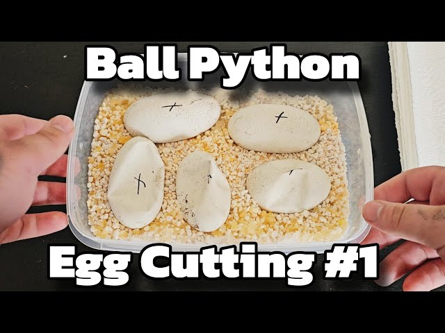 Ball Python Egg Cutting #1 - Did We Hit Any Holdbacks!