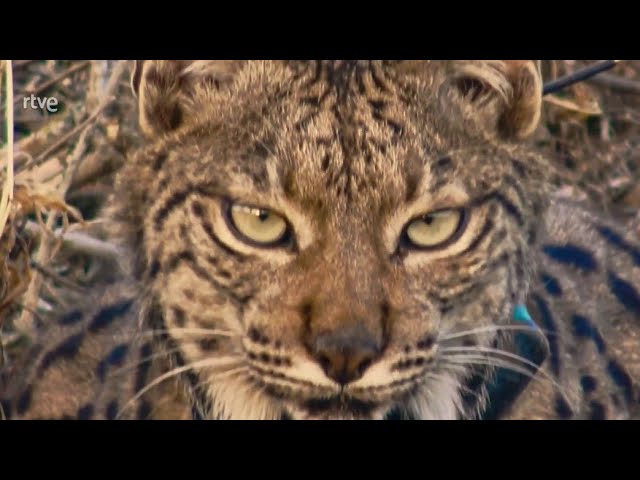 La Gran Cadena | Fauna ibérica La Lucha por la Supervivencia ▪️ Documental Tve