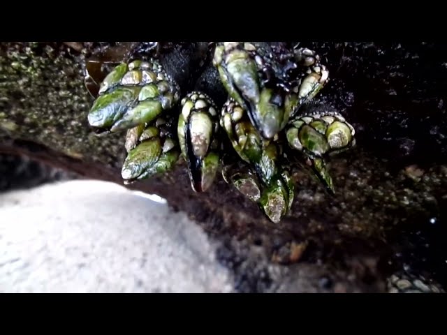 Gooseneck Barnacles at Low Tide