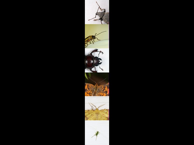 Evolution of insects | Wikipedia audio article