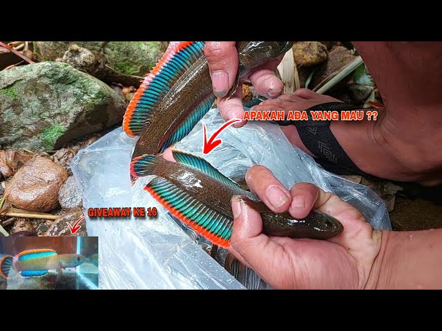 LATEST RECORD..!! Super Luxurious Channa Limbata Fishing || Rivers with Many Channa Limbatana Fish