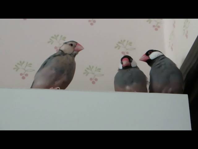Young Java finches singing battle May 24th 2016