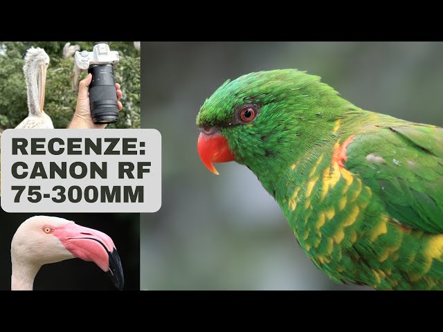 Canon RF 75-300mm F4-5.6 - recenze a 150 fotek z testu