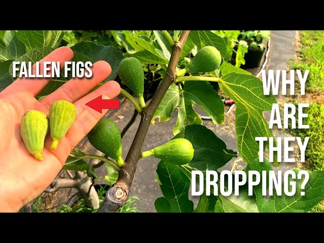 Fig Trees: "Why Are My Figs Falling Off Prematurely?" Here's Why