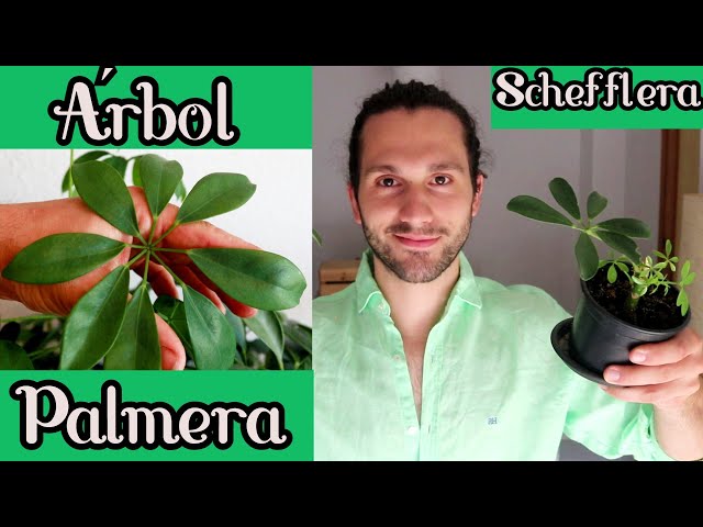 🍀 SCHEFFLERA cuidados 🌴 Árbol PALMERA 🌴 Reproducir cheflera