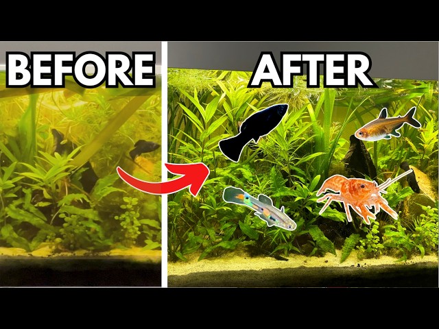 My Planted Tank Got Out of Control — Here’s How I Fixed It