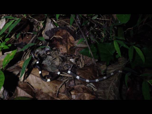 Catching a rare Wolf Snake (Lycodon effraensis)