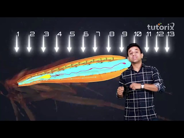 Tutorials point  showreel