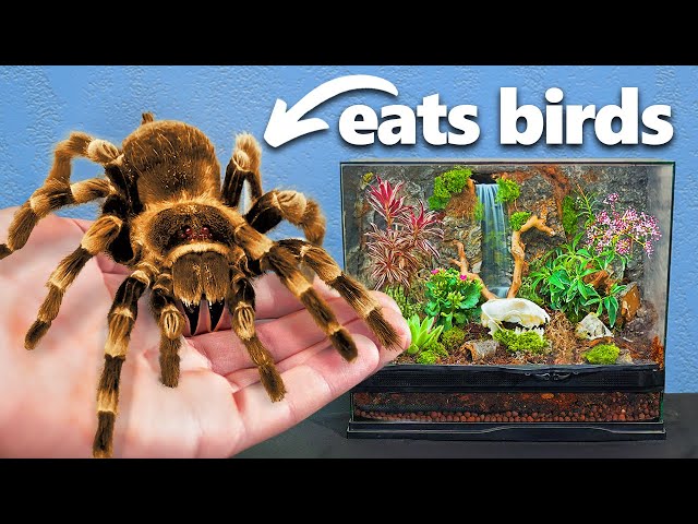 I Got The Largest Pet Spider (yes, really)