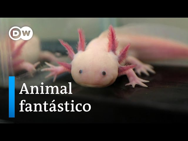 Axolotls of Mexico